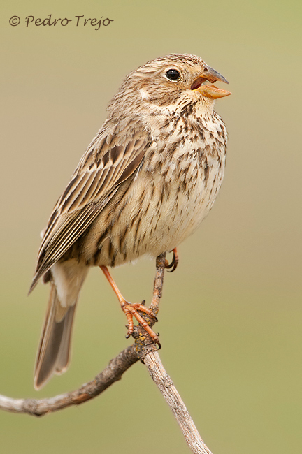 Imagen 958 de la galería de AVES (Paseriformes)